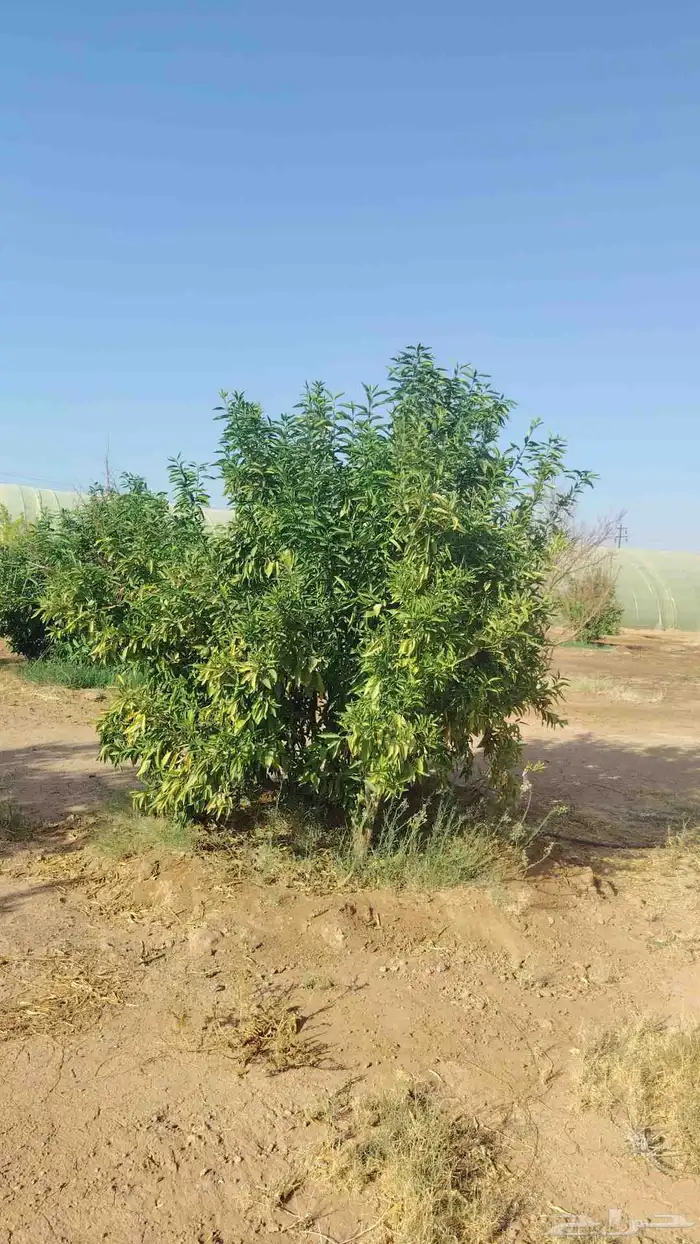 يوجد لدينا حمضيات يوسف أفندي ليمون رمان كمثرا ليمون يوسف 6