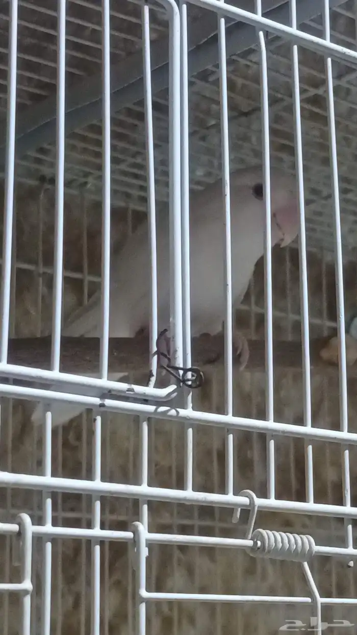 النوع  روز  العدد 1  الجنس مجهول   الت 0