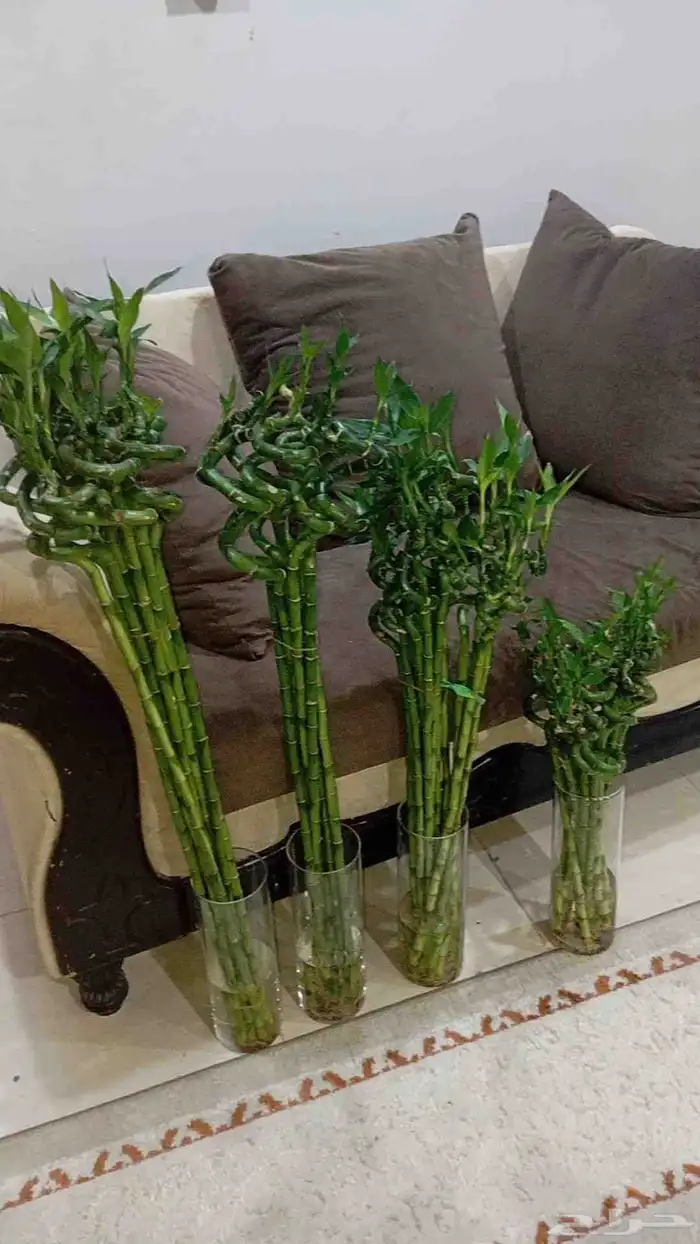 اخر كميه 4
