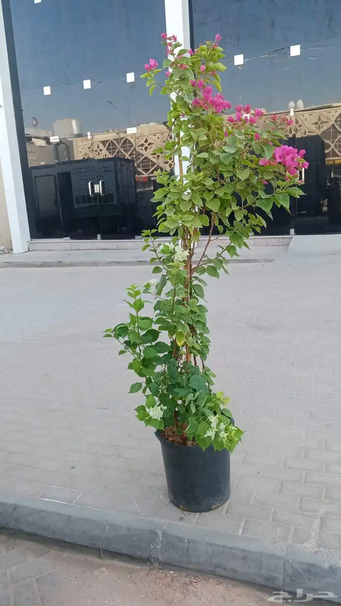 مشتل زراعي 2