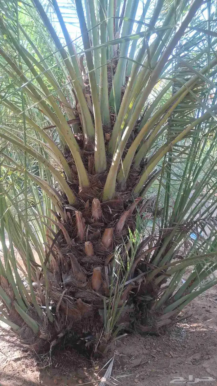 نخل القصيم مراد القصيم 8