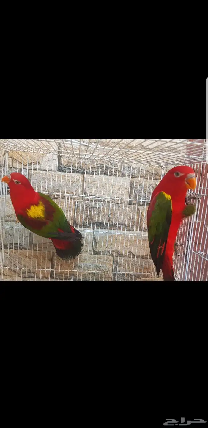 زوج لوري شاترينج جاهز محلل بشهايد حد ب6500ريال 1