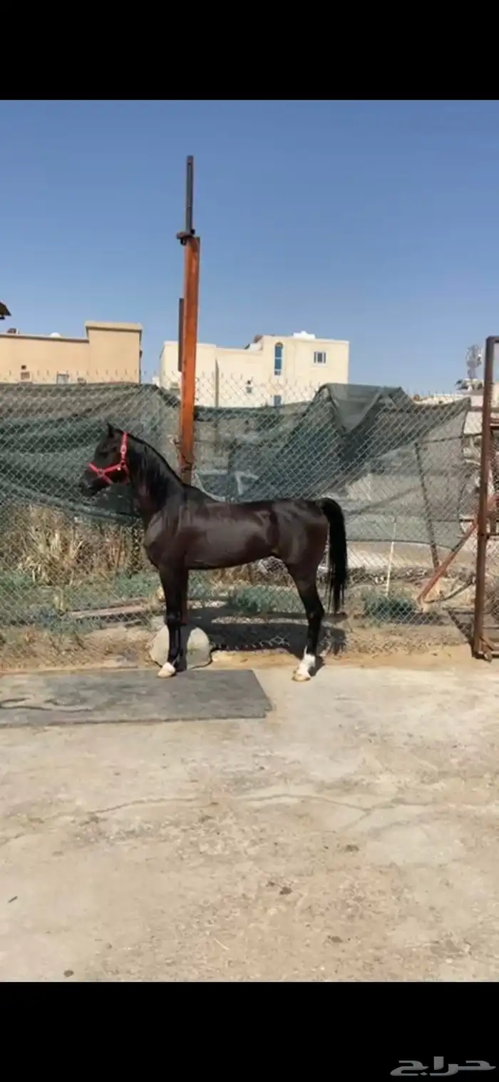حصان ادهم شعبي عربي للبيع 0