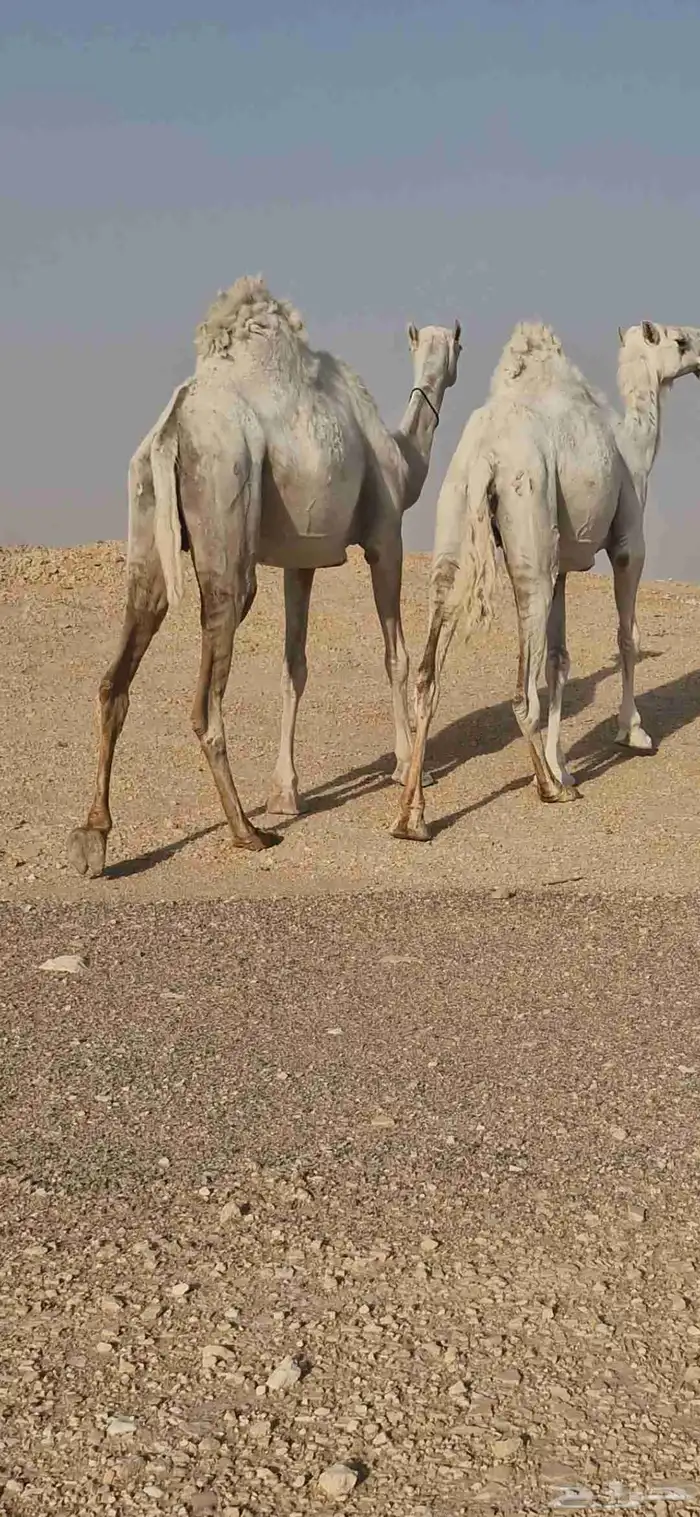 للبيع نياق ضرايب وضح 7