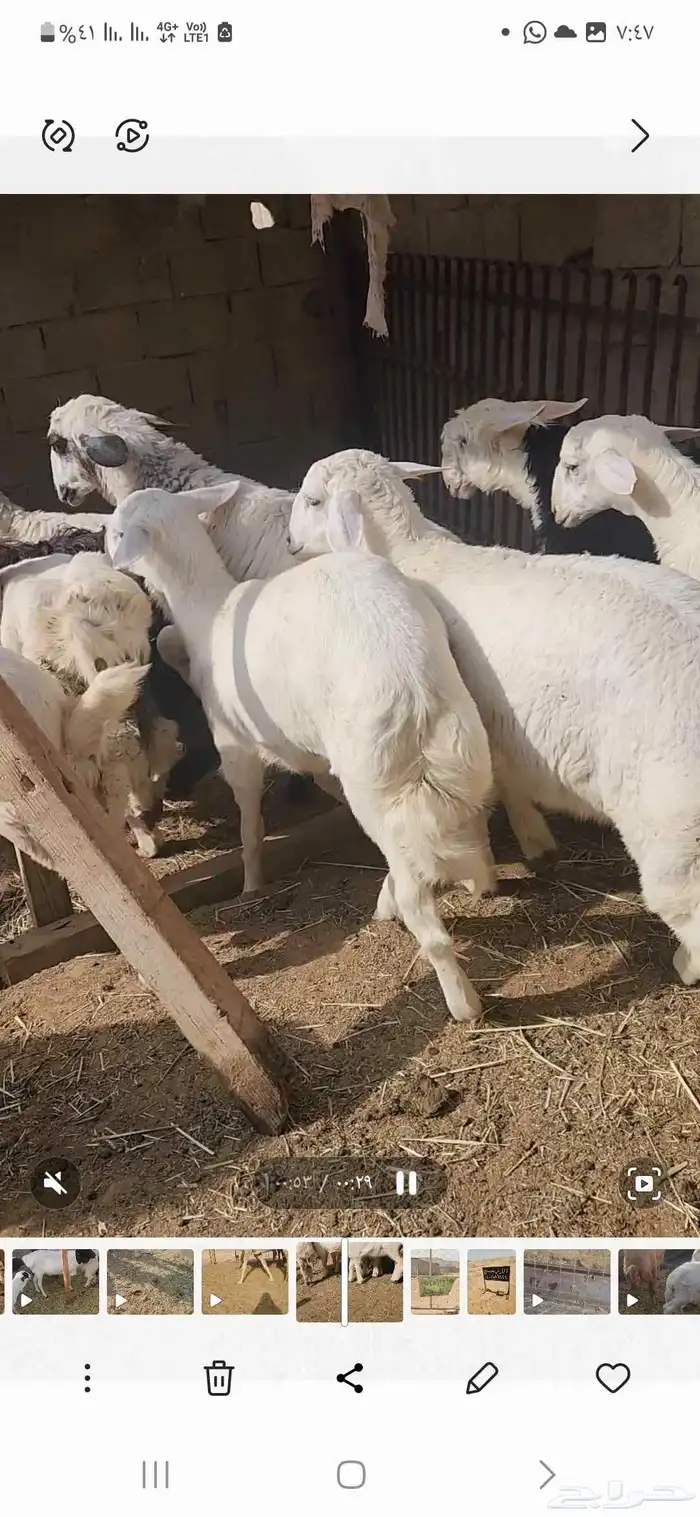 بهم حري العدد عشره اعمارها فوق أربعة شهور أحوالها طيبه فل 0