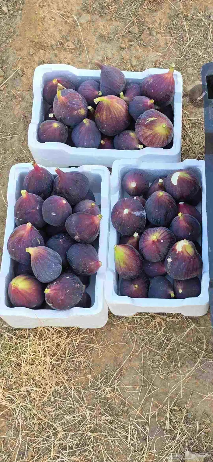 شتلات تين العبيد بأبها 1
