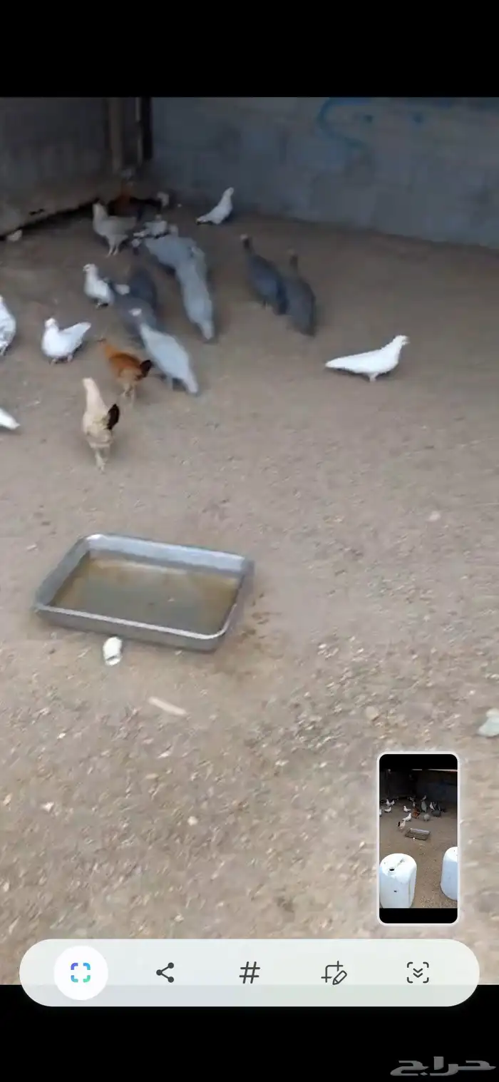 حمام وبران ودجاج حبشي 3