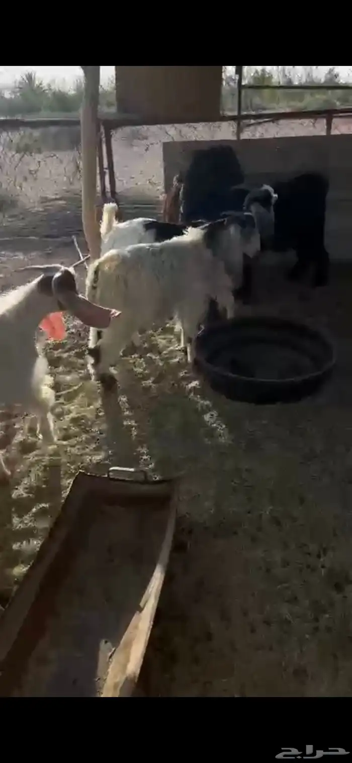 تيوس للبيع 0