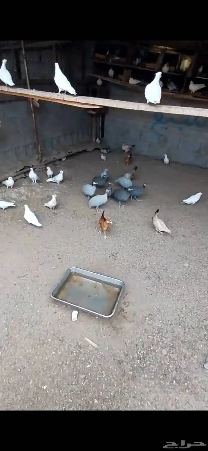 حمام وبران ودجاج حبشي 2