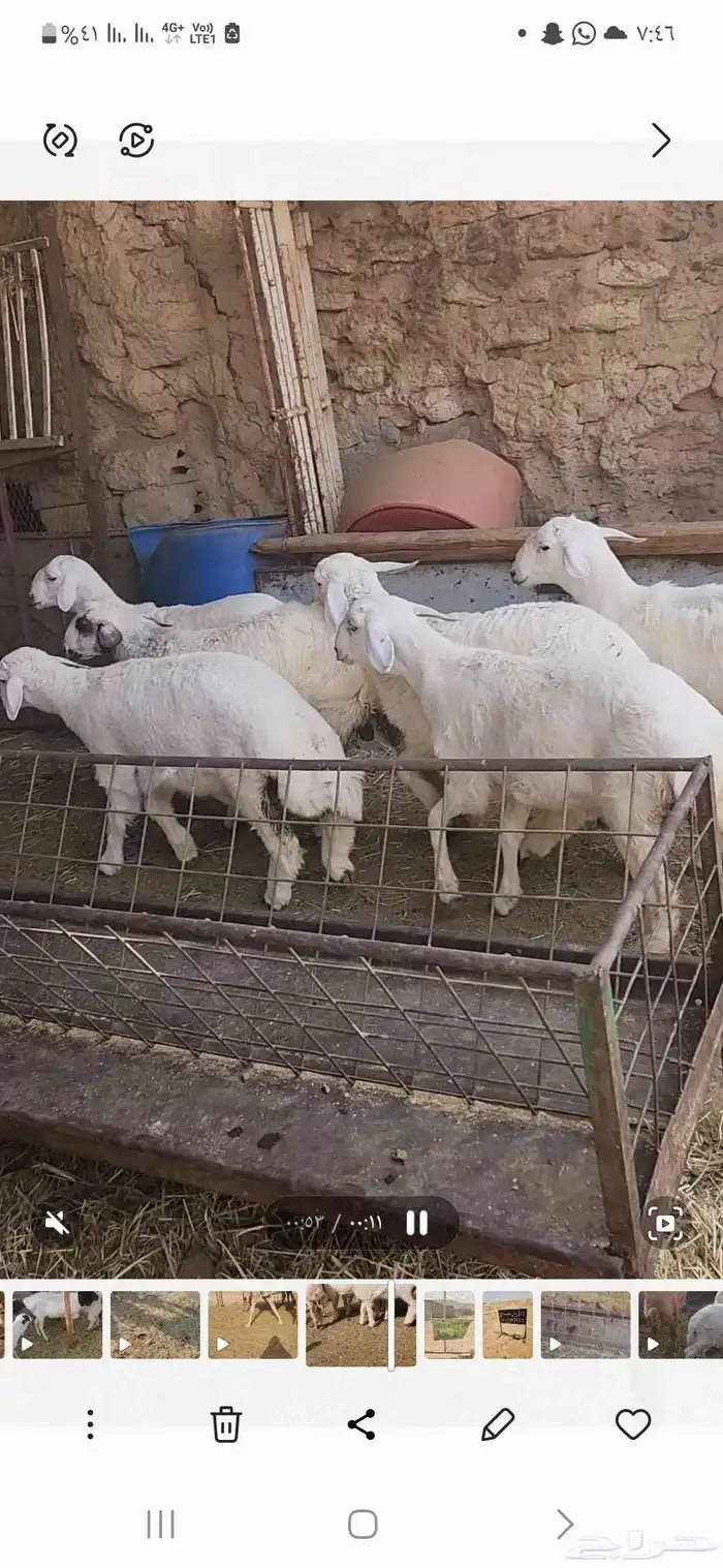بهم حري العدد عشره اعمارها فوق أربعة شهور أحوالها طيبه فل 5