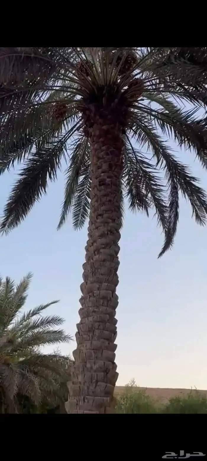 نخيل للبيع طول 10 - 9 متر 0