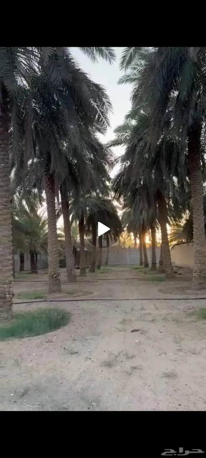 نخيل للبيع طول 10 - 9 متر 2