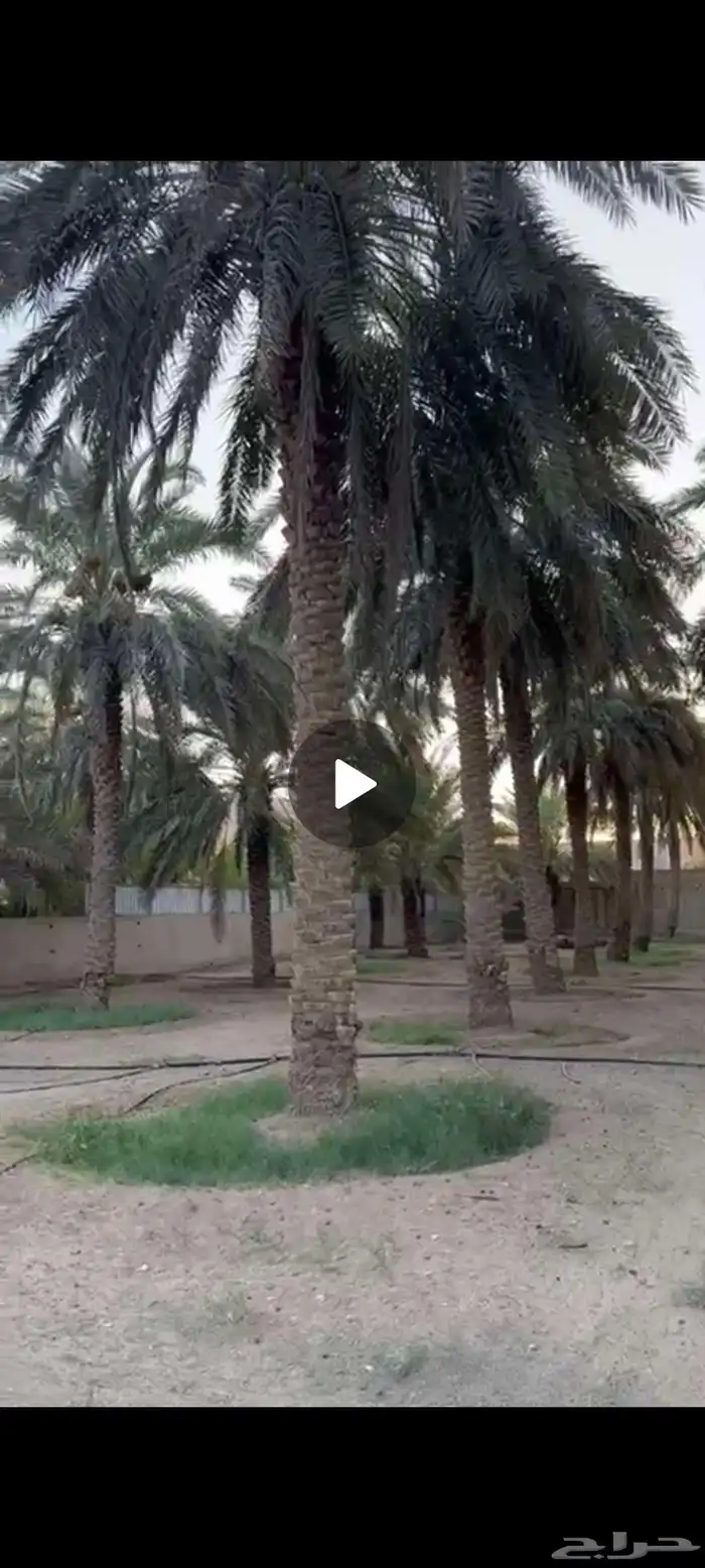 نخيل للبيع طول 10 - 9 متر 1