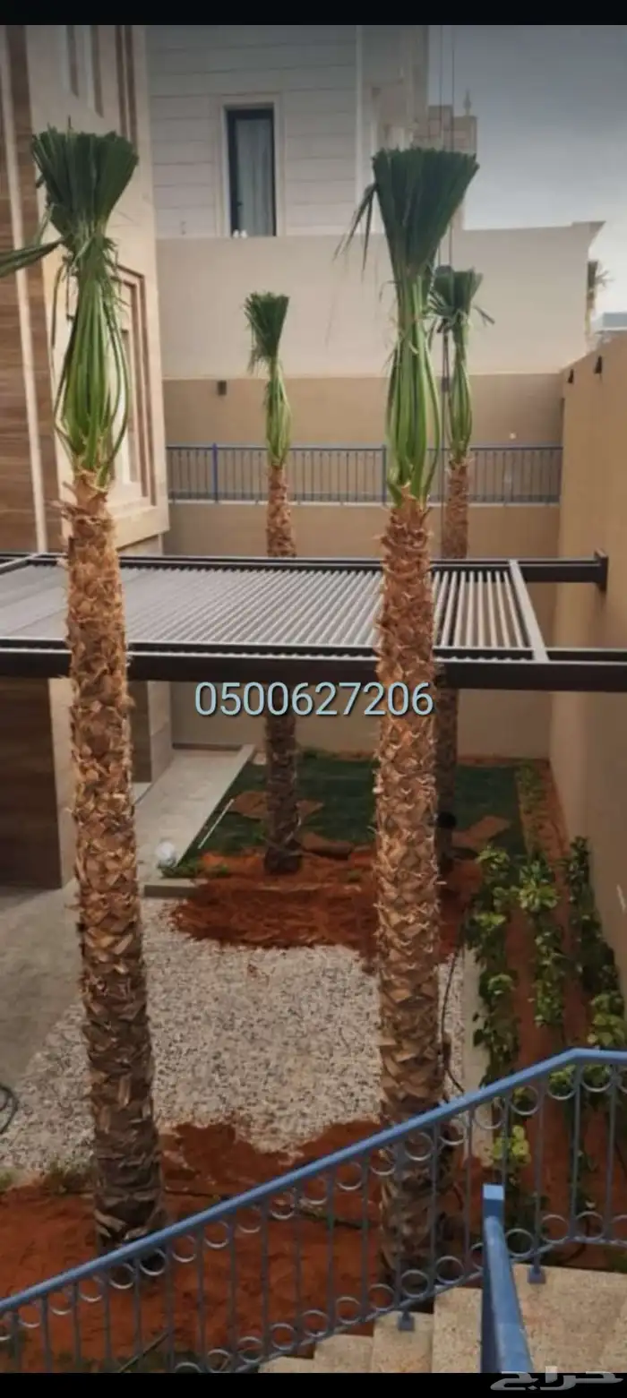 نخيل واشنطني وعربي 2