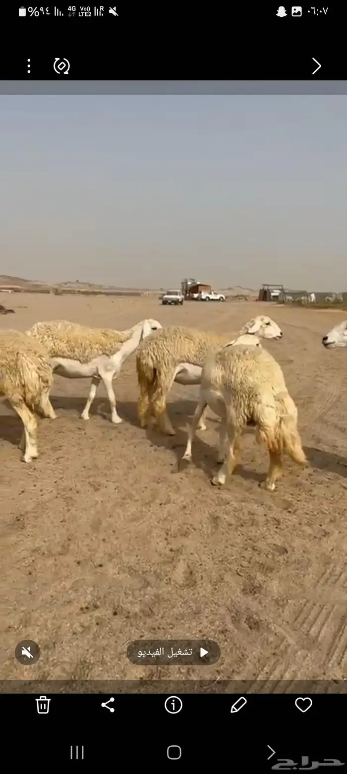 غنم حريات رخال طيبه عددها 36راس تحتها 1 1