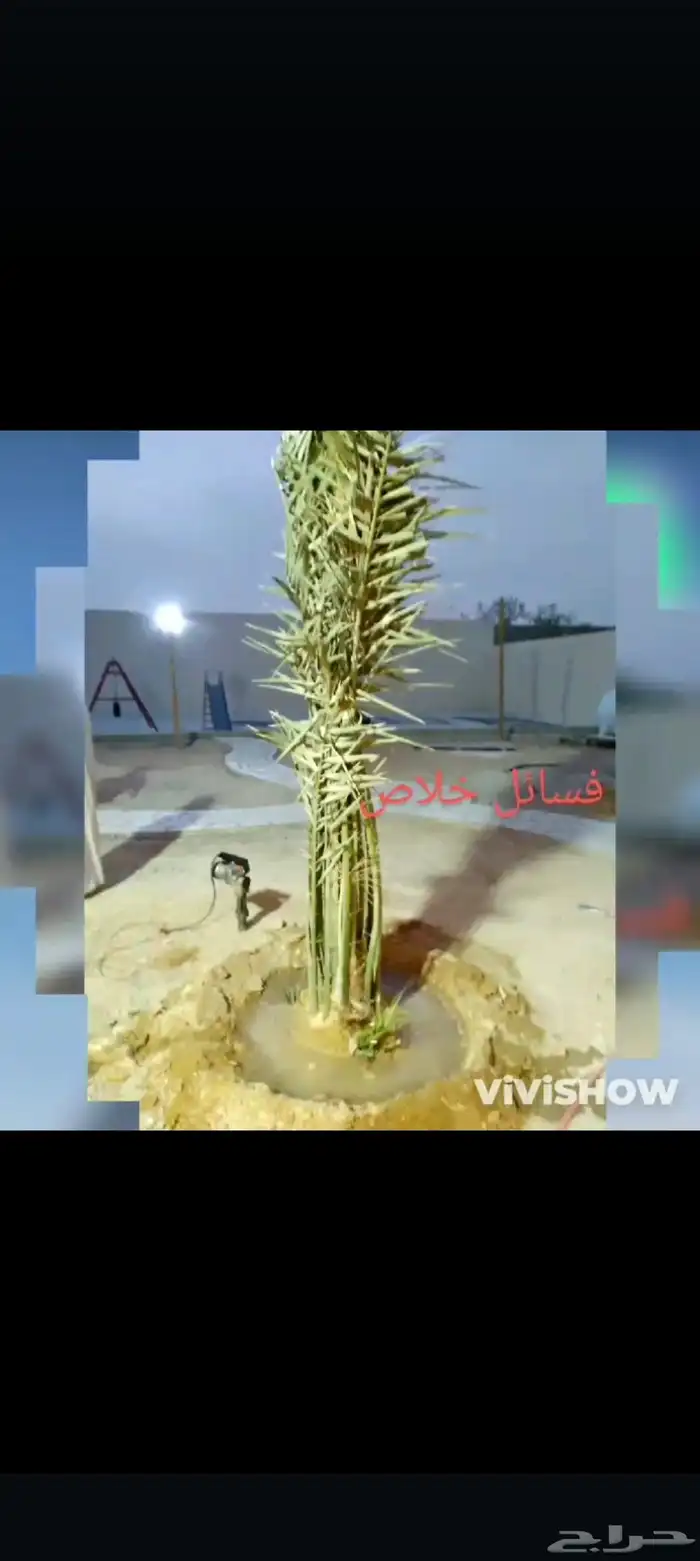 نخيل واشنطني وعربي 4