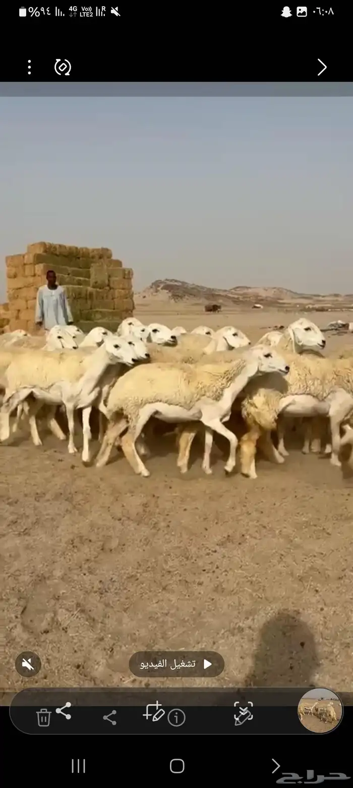 غنم حريات رخال طيبه عددها 36راس تحتها 1 0