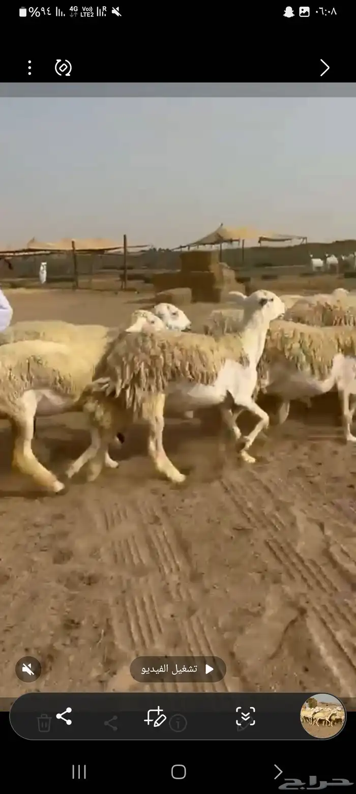 غنم حريات رخال طيبه عددها 36راس تحتها 1 5