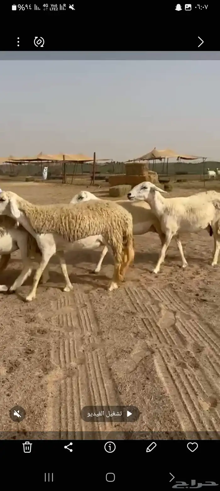 غنم حريات رخال طيبه عددها 36راس تحتها 1 2