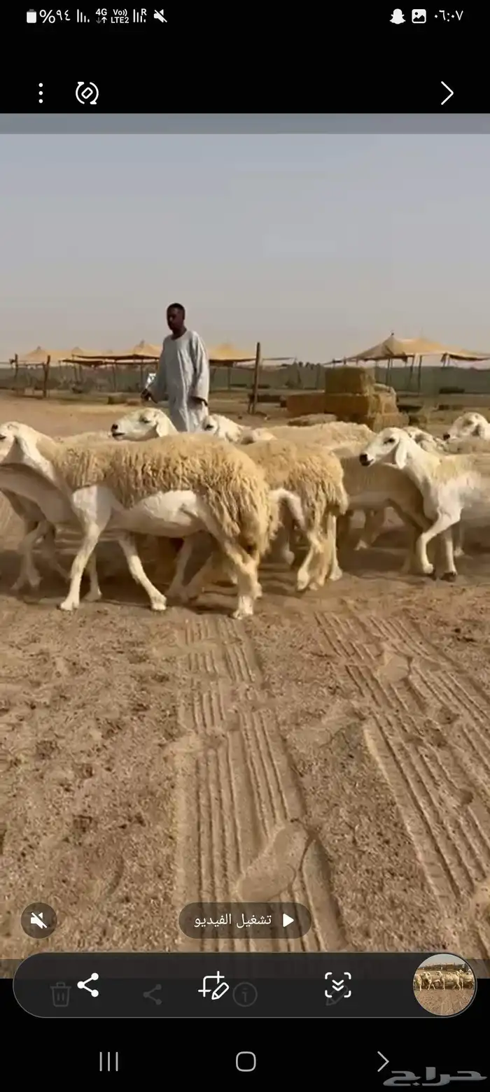 غنم حريات رخال طيبه عددها 36راس تحتها 1 6