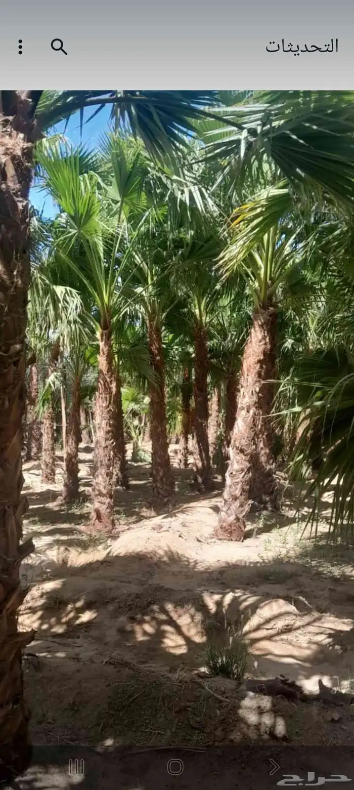 نخيل واشنطني وعربي 5