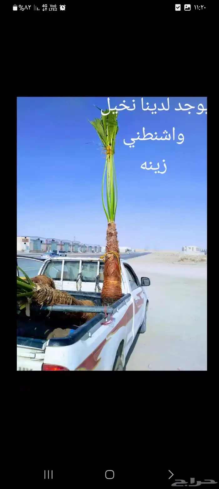 نخيل واشنطني وعربي 3