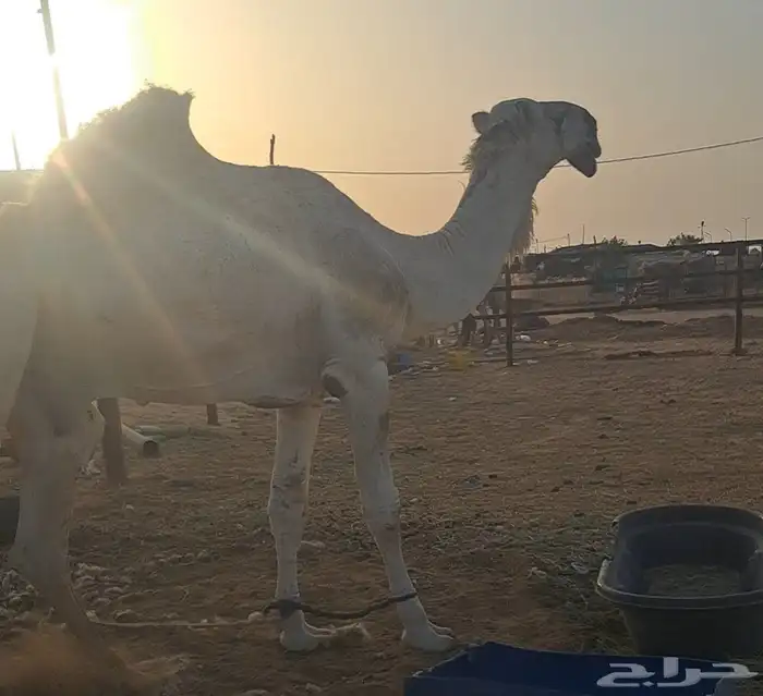 قعود ثني رماني على فاهيان بعير علي الهدلاء إنتاجه طيب 0