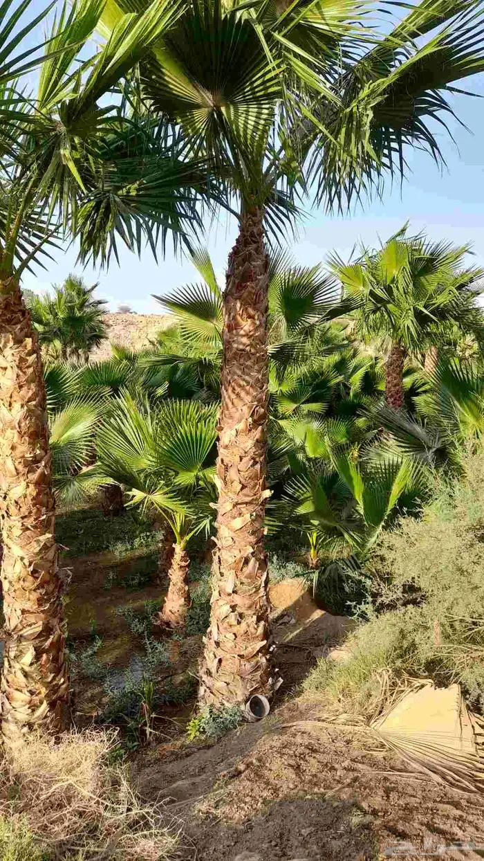 نخل واشنطني زينه للبيع 3