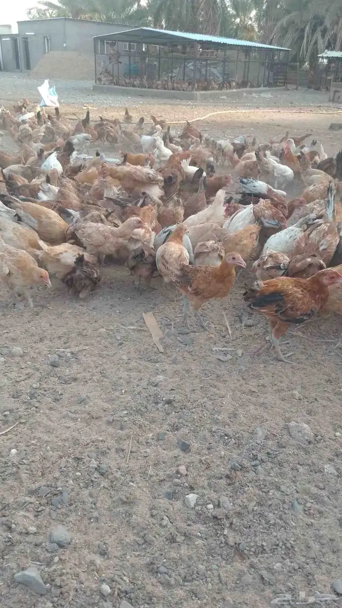 دجاج بلدي بياض 1