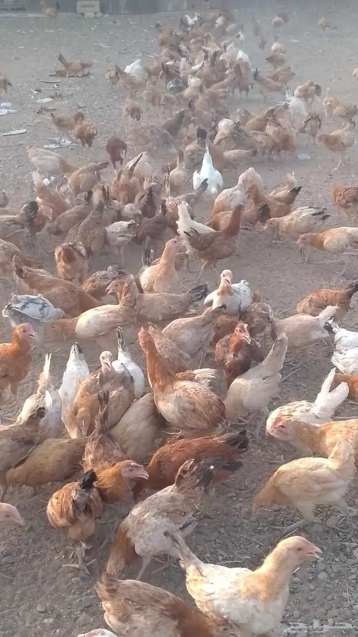 دجاج بلدي بياض 2