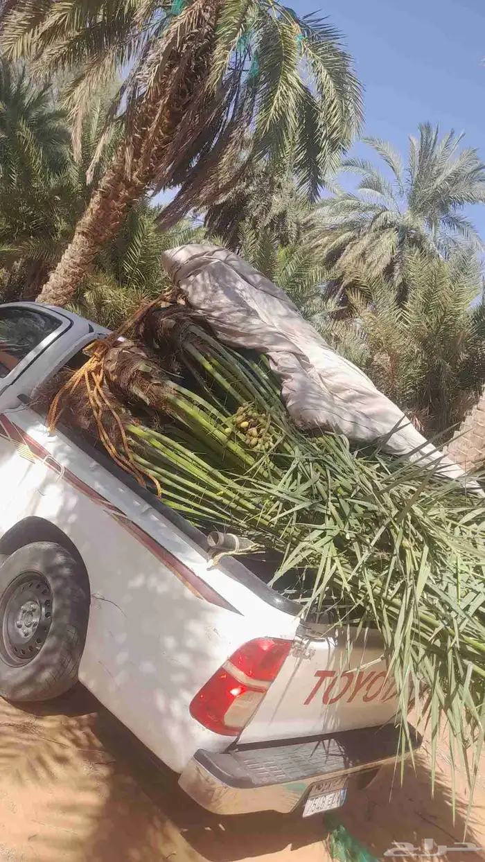 فسايل للبيع ع الطلب حائل الشنان بقعاء 3