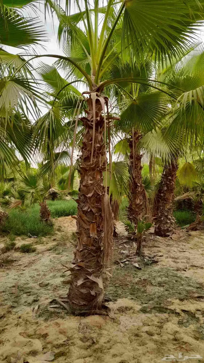نخل واشنطني زينه للبيع 2