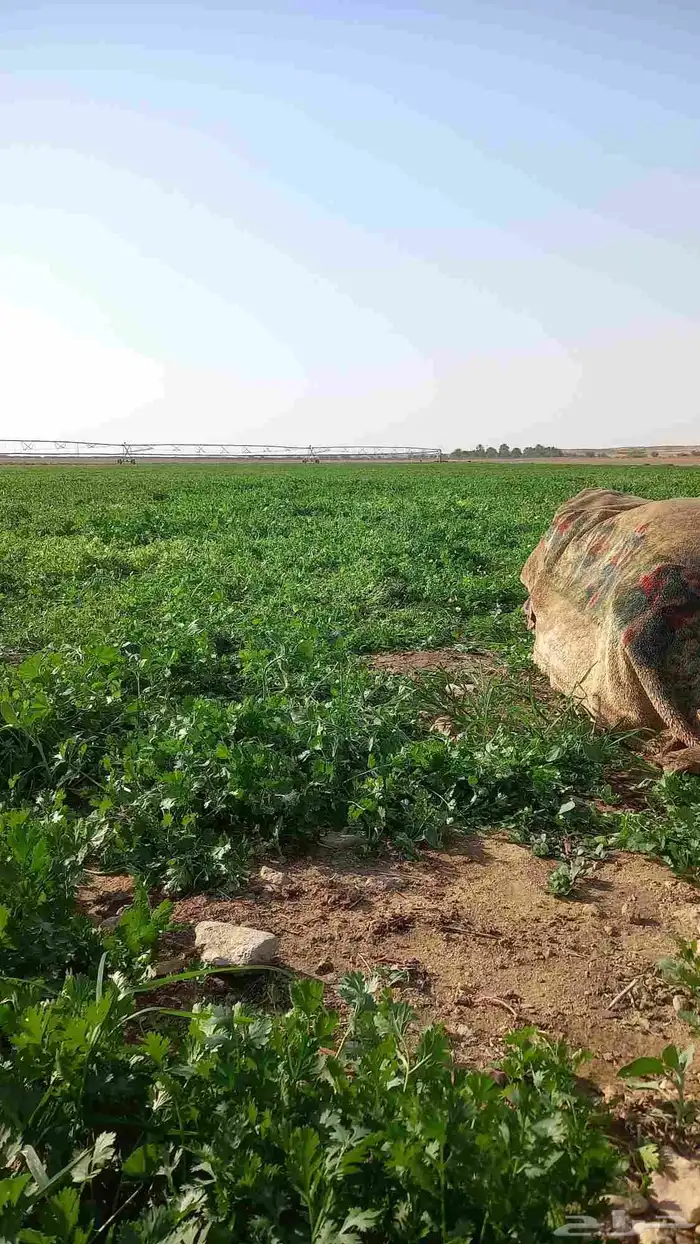 يوجد لدينا جميع انواع الورقيات للتوريد لجمله تواصل 3