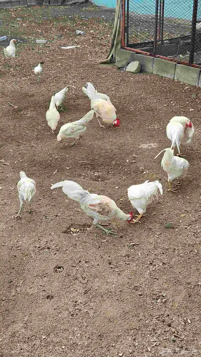 دجاج بلدي   5 ديوك 5 دجاج 7 صغار 2