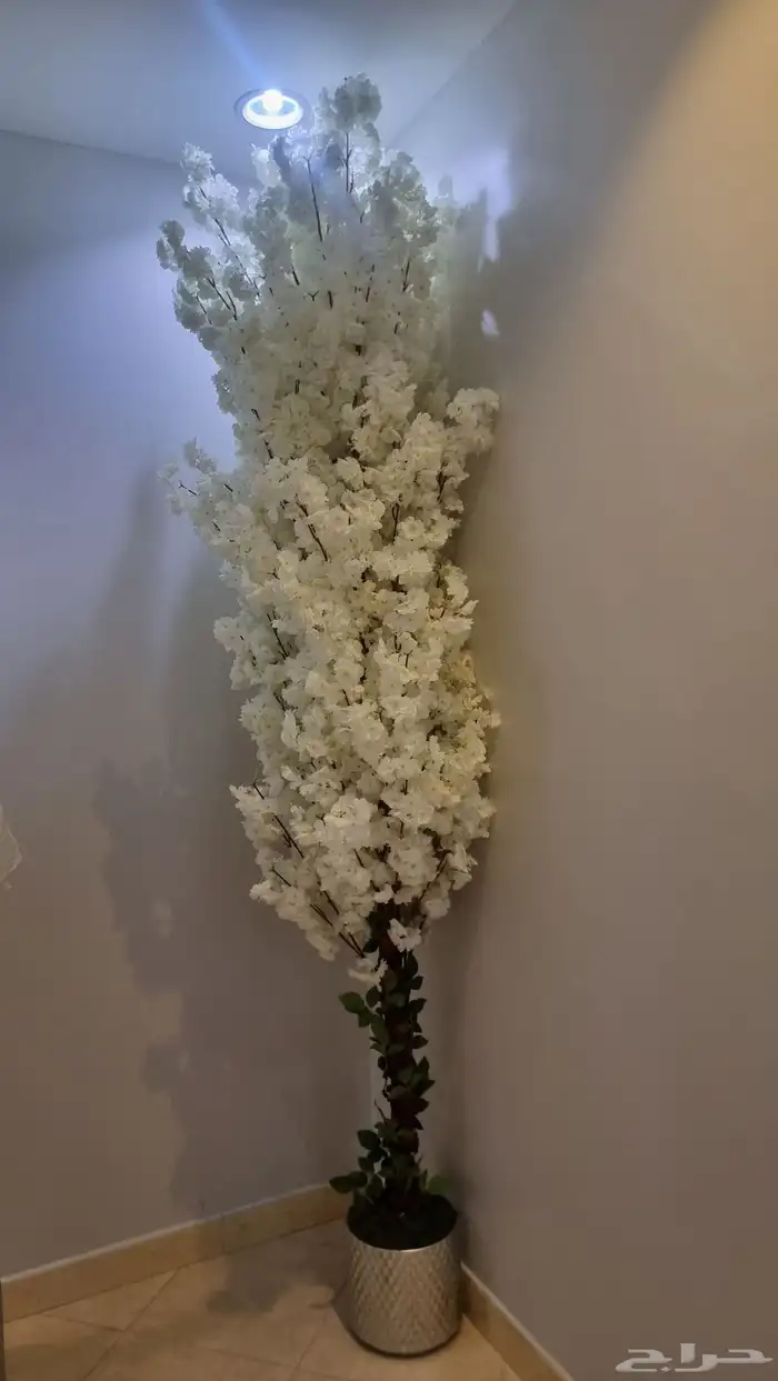 شجرة زينة للبيع 0