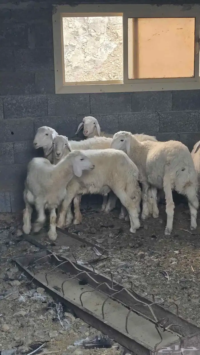 طليان فاااخره 5