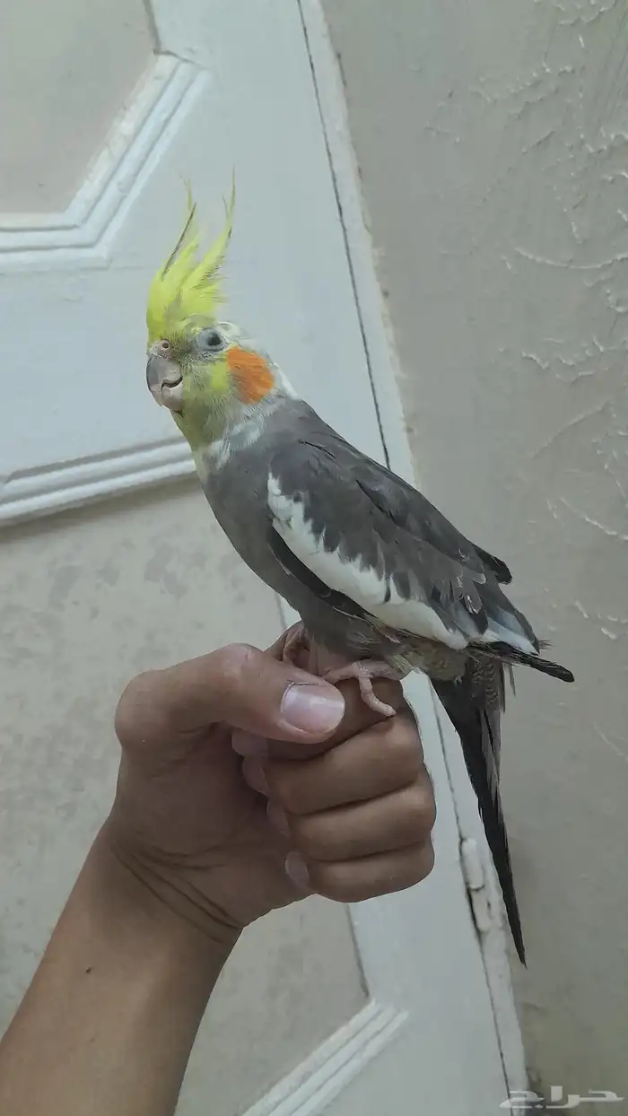 ذكر كروان 1