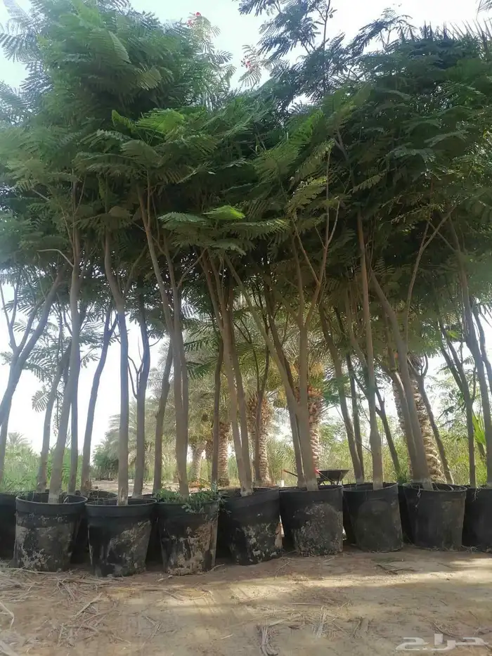 مشتل طريق الجبيل 8