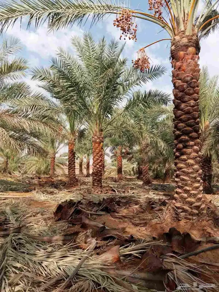 نخل القصيم مراد القصيم 2