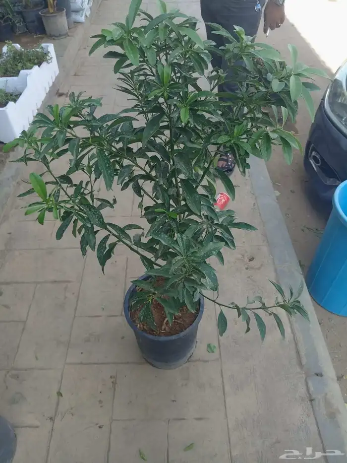 زرع طبيعي شبكه ري نجيله طبيعيه جميع الزيار الفواحه والاشجارc 4