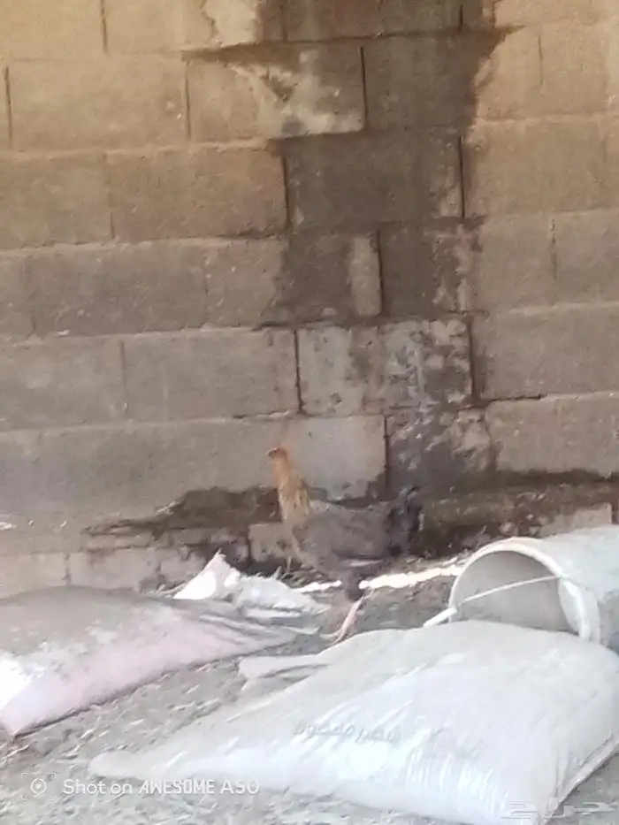 2 دجاج بلدي 1