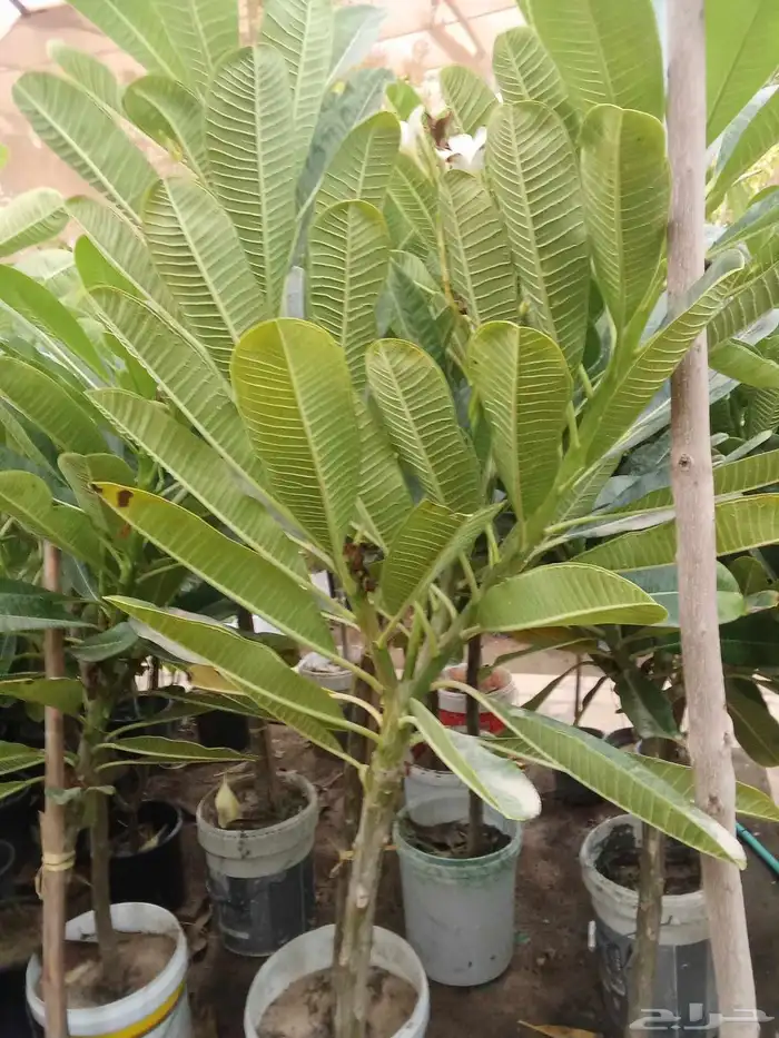 تنسيق حدائق 8