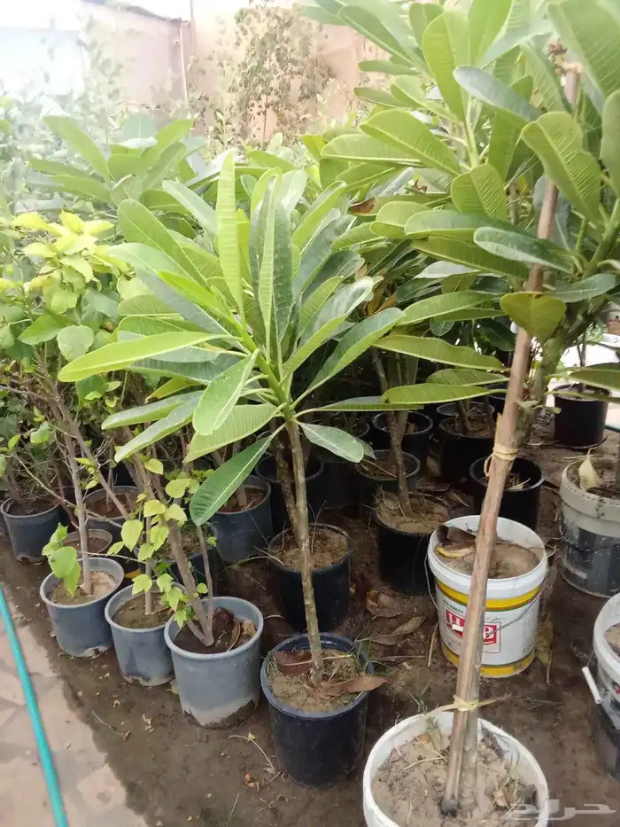 تنسيق حدائق 9