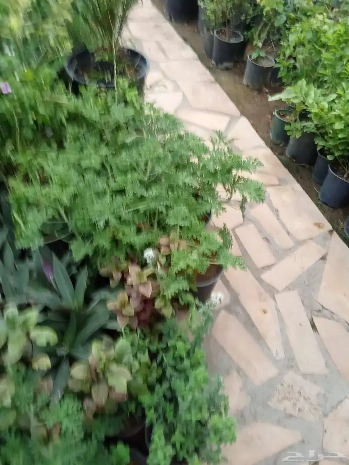 تنسيق حدائق 4