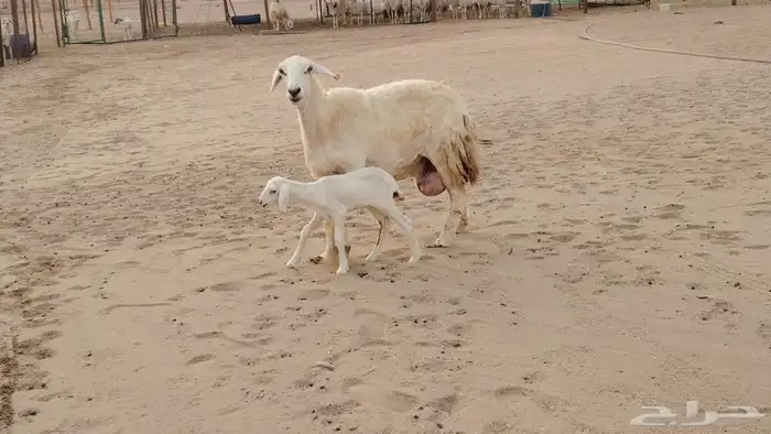 شاه ضان حريه صنف الصنف تحتها رخل للبيع 3