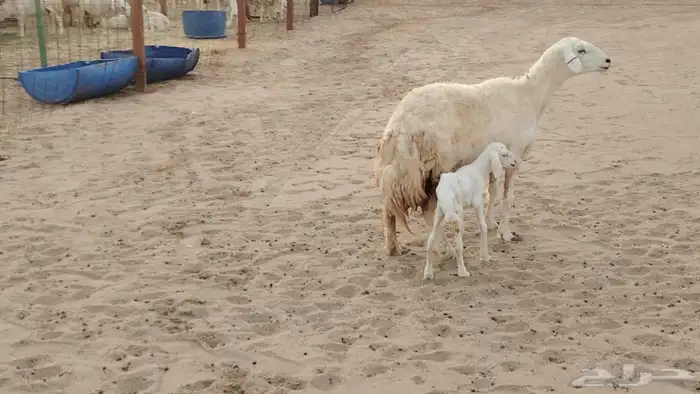 شاه ضان حريه صنف الصنف تحتها رخل للبيع 2