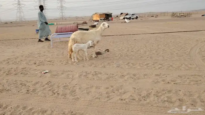 شاه ضان حريه صنف الصنف تحتها رخل للبيع 0