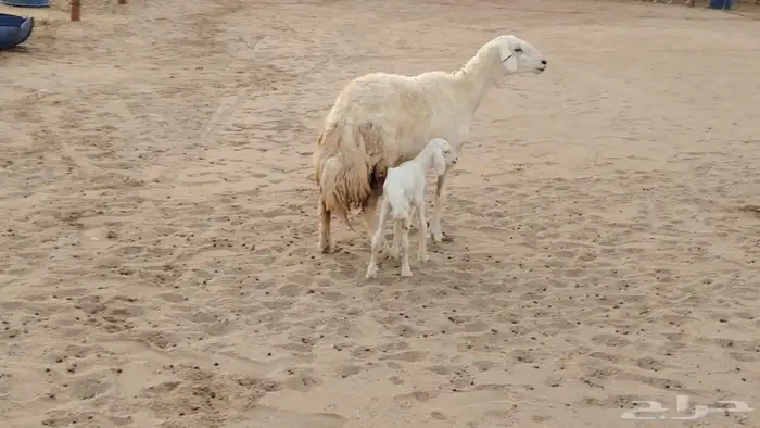 شاه ضان حريه صنف الصنف تحتها رخل للبيع 1