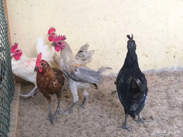 ديك. مجموعة ديوك للبيع 0