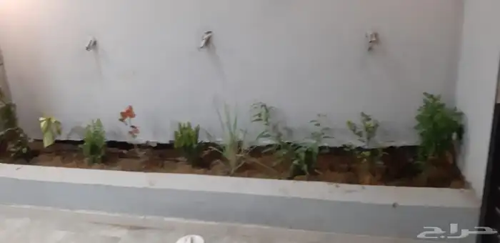 زرع طبيعي شبكه ري نجيله طبيعيه جميع الزيار الفواحه والاشجارc 5
